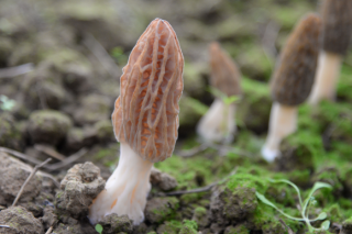 未來羊肚菌產業將何去何從？ ()