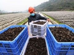 貴州印江鼓勵發展食用菌產業：村民實現掙錢顧家“兩不誤” ()