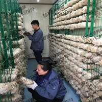 大棚養殖蘑菇架 金針菇層架平鋪網格片 靈芝出菇價格
