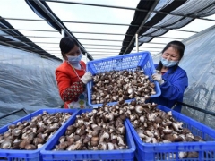 銅仁專班化服務助力食用菌企業復工復產 ()