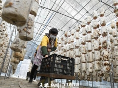 安龍：食用菌“量變”轉“質變”讓“小蘑菇”撐起產業扶貧一片天 ()