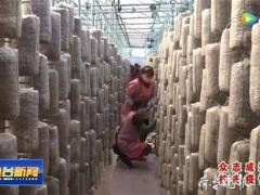 食用菌大棚生產忙，今年魚臺預計種植食用菌4.3億袋 ()