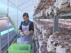 安龍食用菌創新利益聯結助力產業扶貧 ()