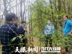專家助力，冊亨縣確定首期2萬棒林下紅托竹蓀試點基地 ()