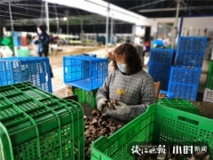 買它！桐廬村民直播帶貨，滯銷香菇變“網紅” ()