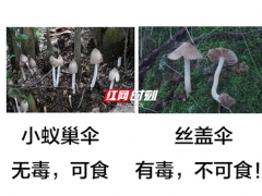 又到了野生蘑菇瘋長的季節 對比圖來啦！ ()