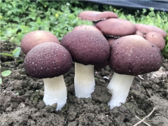 貴州仁懷：赤松茸豐收日產菌菇2萬斤 ()