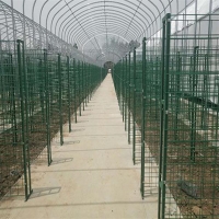 食用菌出菇網a福建食用菌出菇網a食用菌出菇網廠家現貨
