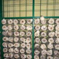 食用菌出菇架a鐵嶺食用菌出菇架a食用菌出菇架現貨廠家
