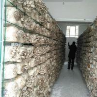 食用菌出菇架a大連食用菌出菇架a食用菌出菇架現貨廠家