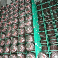 食用菌出菇架a青海食用菌出菇架a食用菌出菇架現貨廠家