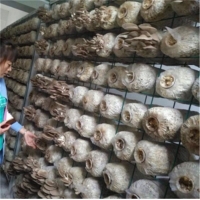 食用菌網架網格a鎮江食用菌網架網格a食用菌網架網格生產廠家