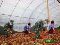 “精準扶貧·中國武警在行動”｜解急情，鮮香菇專車入市場 ()
