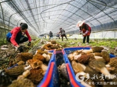 貴州大方：食用菌產業(yè)奏響脫貧成效鞏固強音 ()