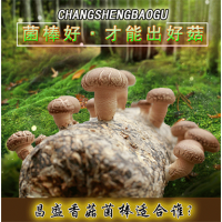 出口香菇菌棒廠家批發 河南昌盛基地優質香菇菌棒出售廠家直銷