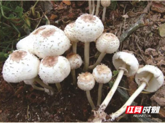 路邊的蘑菇不要采，小心中毒！ ()