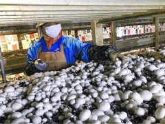 上海金山廊下打造“蘑菇小鎮”，受益農戶利潤大漲 ()