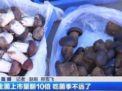 云南野生菌上市量翻了10倍！價格降啦！ ()