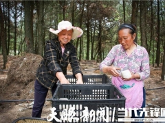 千畝大球蓋菇開始種植！紫云千畝林下仿野生菌項目持續推進 ()