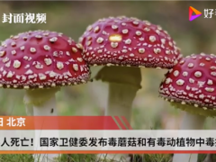 已造成6人死亡！國(guó)家衛(wèi)健委發(fā)布毒蘑菇和有毒動(dòng)植物中毒提示 ()