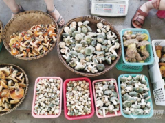 昆明野生菌大量上市 日交易量達(dá)100噸 見(jiàn)手青最低150元/公斤 ()