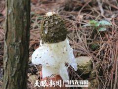 劍河：科技助推產(chǎn)業(yè)革新 珍稀食用菌迎來(lái)新突破 ()