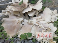 廣西一村民家長(zhǎng)出巨型野生菌，高約50厘米、直徑約1米 ()