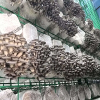 食用菌鐵絲網格架 白靈菇養殖網格網架 蘑菇培養房網架