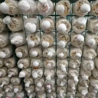 食用菌網架 養殖蘑菇網片 出菇房菌類養殖網格 培菌架