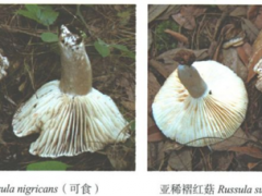 野生菌“殺人”事件！云南近90%的野生菌死亡病例是誤食這兩種菌 ()