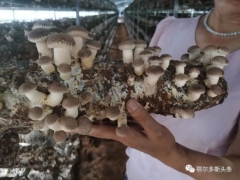 推農(nóng)品 促增收 | 急急急！伊旗扶貧香菇滯銷，急需您伸出援手! ()