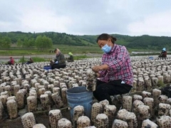 預計產值50億！上半年牡丹江栽培食用菌21億袋 ()