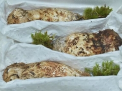 香格里拉松茸江湖：從香格里拉發出的松茸，產自當地的或不足10% ()