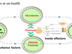 當靈芝遇上腸道菌群：科學家發現靈芝活性衍生物抗脂肪肝新機制 ()