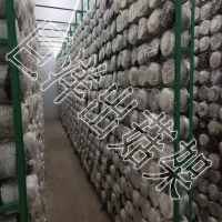 食用菌網架 蘑菇種植架廠家 平菇出菇架 浸塑蘑菇網片