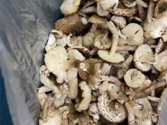 寧夏人民醫院近期接診誤食毒蘑菇14人！戶外野生蘑菇吃不得，你怎么就不聽呢！ ()