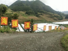 滬滇扶貧協作幫助富源發展食用菌產業，拓寬農民增收渠道 ()
