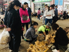 吃菌要抓緊，快落潮啦！昆明野生菌價格上漲 雞樅干巴菌最多 ()