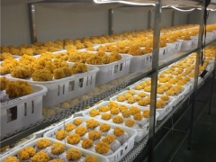 云南農業大學李榮春教授利用在食用菌行業的科研優勢，將金耳種植難關突破形成穩產高產的工廠化栽培技術 ()