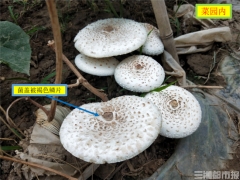 天氣轉冷，誤食毒蘑菇案例增多！省疾控專家提醒：勿吃 ()