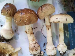 桂林一“菌王”被蘑菇毒翻！搶救半月才恢復自主呼吸 ()