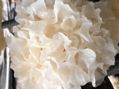 北京首次實現日光溫室規?；耘嚆y耳 ()
