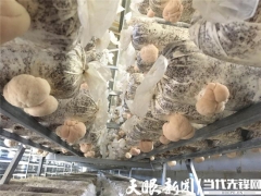 形成“菌棒生產、食用菌培植、產品精深加工”一體化的全產業鏈——三穗縣：猴頭菇產業實現“接二連三” ()