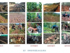 創新食用菌發展模式，助力云貴地區精準扶貧與生態提升 ()