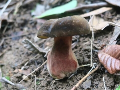 蘑菇栽培界又添新成員！攀枝花發現“玫紅網柄牛肝菌” ()