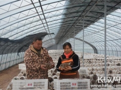 河北寧晉：標準化生產讓平菇不愁賣 ()