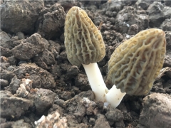 【人在菌途】探尋極致鮮美的羊肚菌，期待您的參與! ()