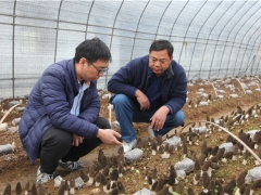 蘑菇老手與羊肚菌的碰撞——武漢新洲規(guī)模化羊肚菌出菇即將采收 ()
