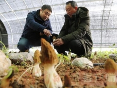 寶豐：打造珍稀食用菌品牌，實現(xiàn)產(chǎn)業(yè)振興助推鄉(xiāng)村振興 ()