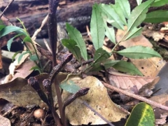 歷經(jīng)5年！翁源蘭花新物種“青云山天麻”終被專家確認！ ()